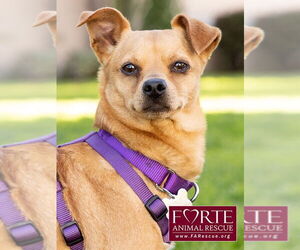 Chihuahua-Unknown Mix Dogs for adoption in Marina del Rey, CA, USA