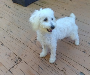 Poodle (Toy) Puppy for sale in DANVILLE, VA, USA