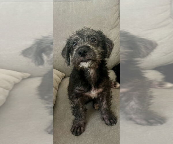 Medium Photo #1 Poodle (Miniature)-Unknown Mix Puppy For Sale in Dana Point, CA, USA