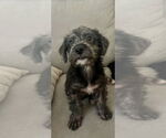 Small Poodle (Miniature) Mix