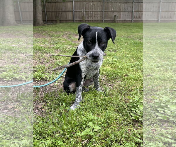 Medium Photo #9 Mutt Puppy For Sale in Euless, TX, USA