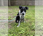 Small #8 Mutt