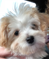 Maltipoo Puppy for sale in SELLERSVILLE, PA, USA