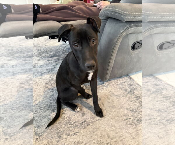 Medium Photo #4  Puppy For Sale in , 