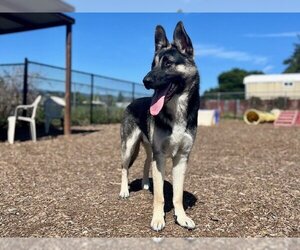 German Shepherd Dog-Unknown Mix Dogs for adoption in Santa Cruz, CA, USA