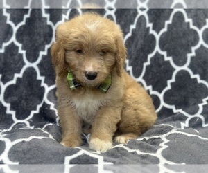 Goldendoodle Puppy for sale in LAKELAND, FL, USA