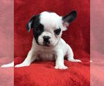 Small #7 French Bulldog