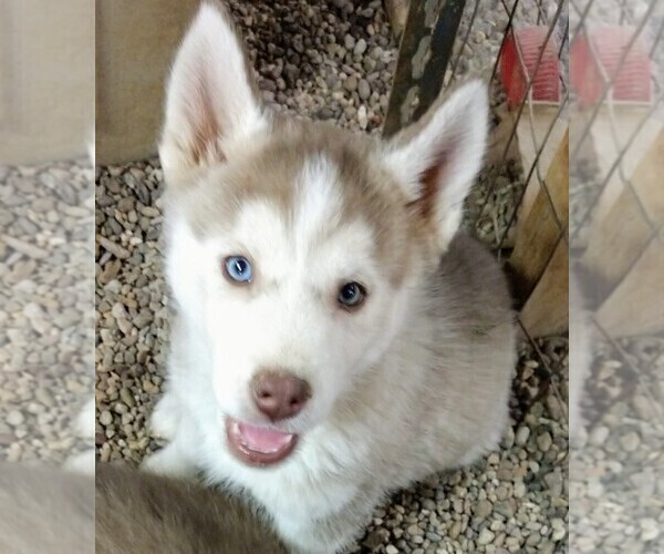 Medium Photo #2 Siberian Husky Puppy For Sale in TUCSON, AZ, USA