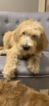 Puppy 2 Poodle (Standard)-Spinone Italiano Mix