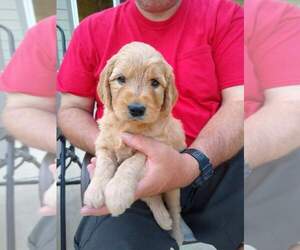 Goldendoodle Puppy for sale in LEBANON, OR, USA