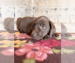 Small #20 Labrador Retriever