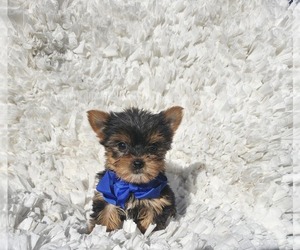 Yorkshire Terrier Puppy for sale in INDIANAPOLIS, IN, USA