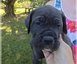 Small #7 Cane Corso