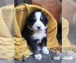 Small Photo #5 Bernese Mountain Dog Puppy For Sale in BONNERS FERRY, ID, USA