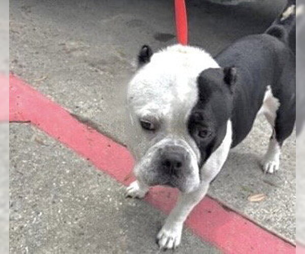 Medium Photo #1 Bulldog-Unknown Mix Puppy For Sale in Houston, TX, USA