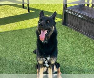 German Shepherd Dog Dogs for adoption in Orange, CA, USA
