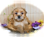 Small Photo #4 Shorkie Tzu Puppy For Sale in HAMMOND, IN, USA