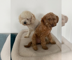 Father of the Maltipoo puppies born on 04/21/2025