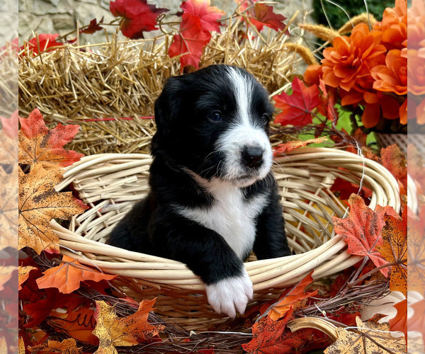Medium Photo #2 Bordernese Puppy For Sale in LATROBE, PA, USA