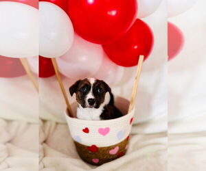 Mutt Dogs for adoption in New London, WI, USA