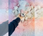 Small #9 Chihuahua