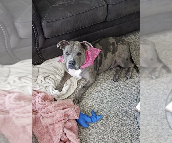 Medium Photo #10 American Staffordshire Terrier-Unknown Mix Puppy For Sale in Brewster, NY, USA