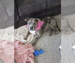Small #9 American Staffordshire Terrier Mix