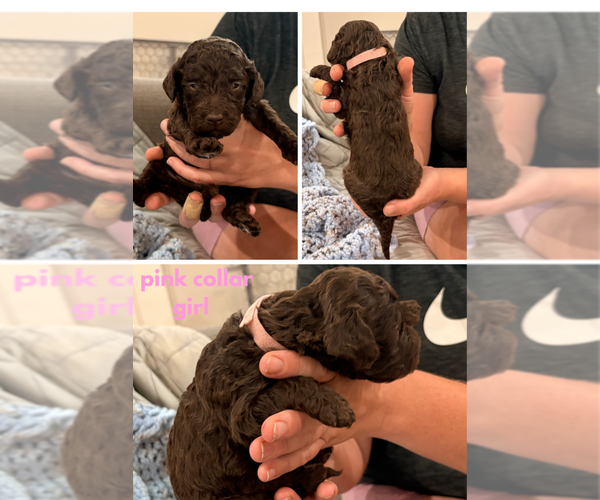 Medium Photo #6 Poodle (Standard) Puppy For Sale in CORYDON, IN, USA
