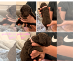 Small #5 Poodle (Standard)