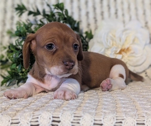 Medium Photo #6 Dachshund Puppy For Sale in GOSHEN, IN, USA