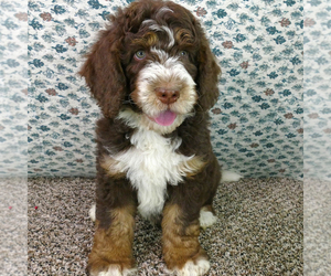 Bernedoodle Puppy for sale in ROY, UT, USA