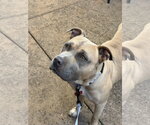 Small #4 Mastiff Mix