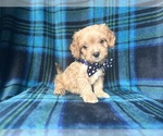 Small #5 Cavapoo