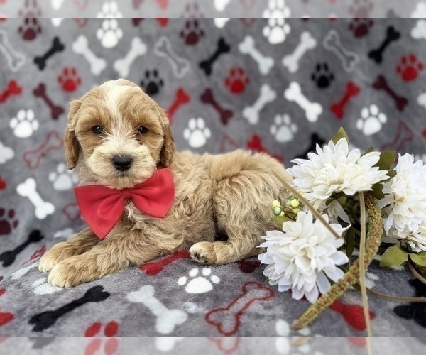 Medium Photo #8 Cock-A-Poo Puppy For Sale in LAKELAND, FL, USA