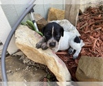 Small Photo #16 German Wirehaired Pointer Puppy For Sale in PAOLA, KS, USA