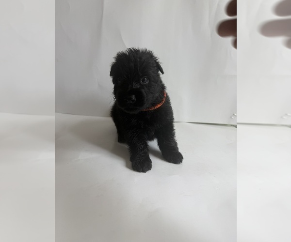 Medium Photo #5 German Shepherd Dog Puppy For Sale in ONTARIO, CA, USA