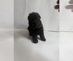 Small #4 German Shepherd Dog
