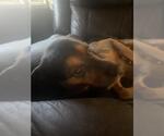 Small Rottweiler Mix