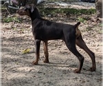Puppy Puppy 9 Doberman Pinscher