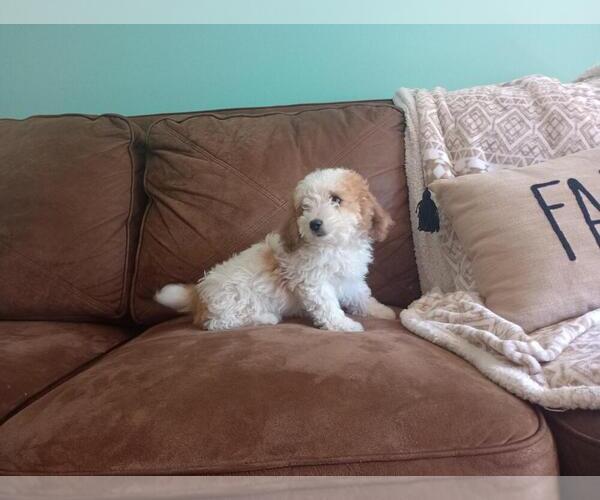 Medium Photo #5 Aussie-Poo Puppy For Sale in HOLMESVILLE, OH, USA