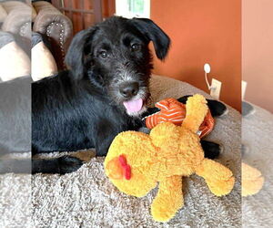 Mutt Dogs for adoption in Boonton, NJ, USA