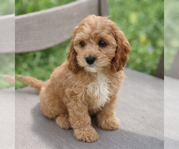 Medium Photo #3 Cavapoo (Miniature) Puppy For Sale in DUNDEE, OH, USA