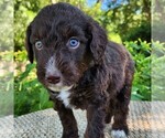 Small #5 F2 Aussiedoodle