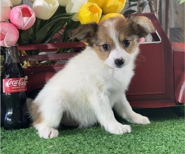 Medium Photo #2 Papillon Puppy For Sale in CANOGA, NY, USA
