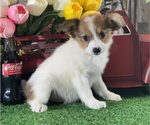 Small #1 Papillon
