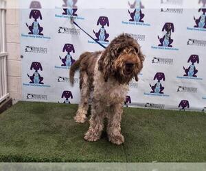 Poodle (Standard) Dogs for adoption in Orlando, FL, USA