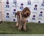 Small Poodle (Standard)