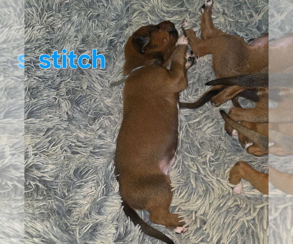 Medium Photo #7 Rhodesian Ridgeback Puppy For Sale in YOUNGWOOD, PA, USA