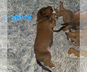 Medium Rhodesian Ridgeback