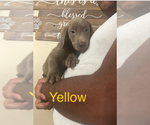 Puppy Yellow Labrador Retriever